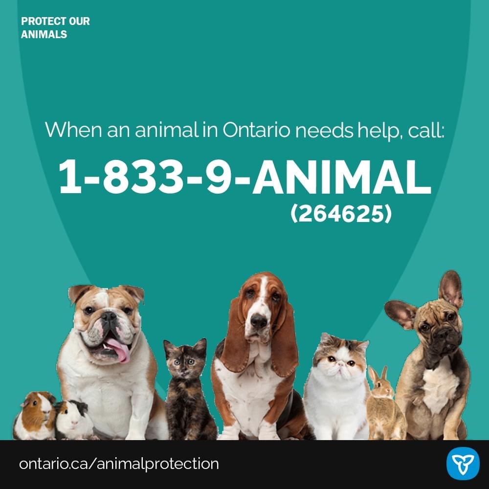 Ontario Animal Protection Hotline
