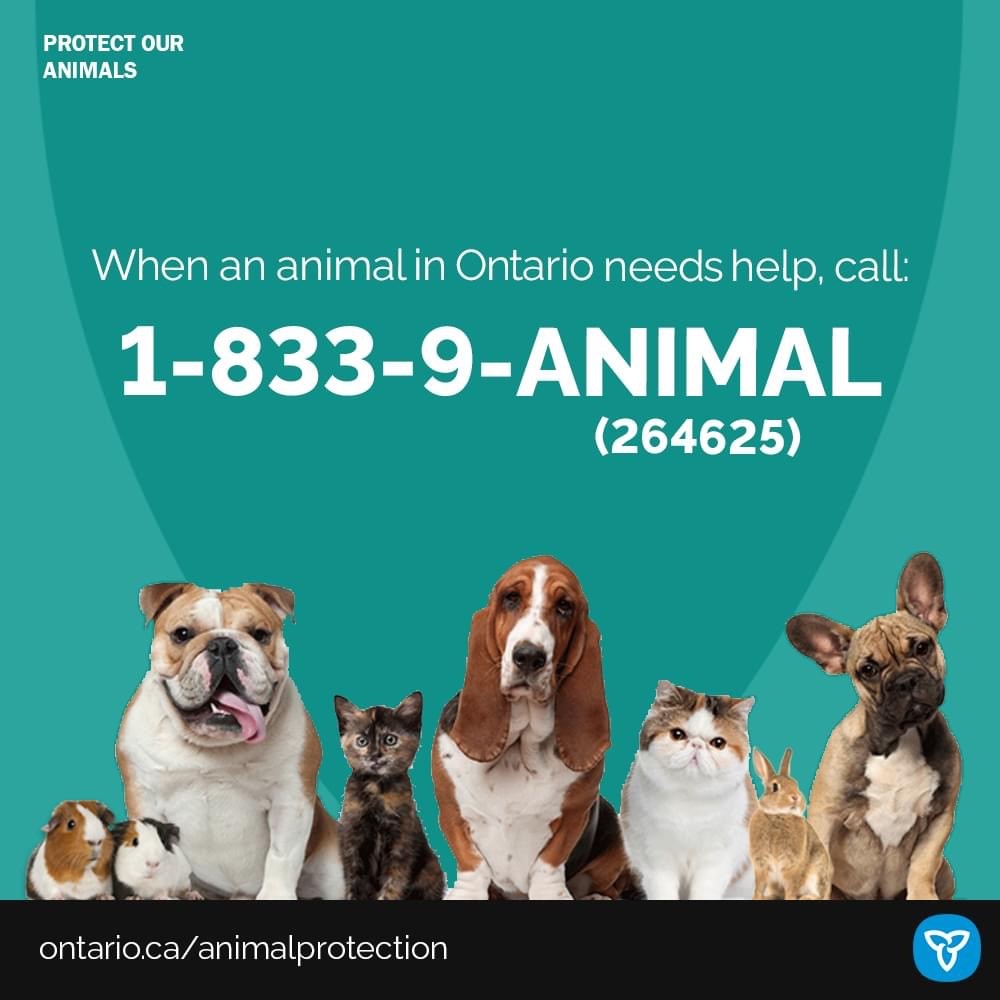 Dogs & Cats – City of Sarnia Dogs & Cats – City of Sarnia
