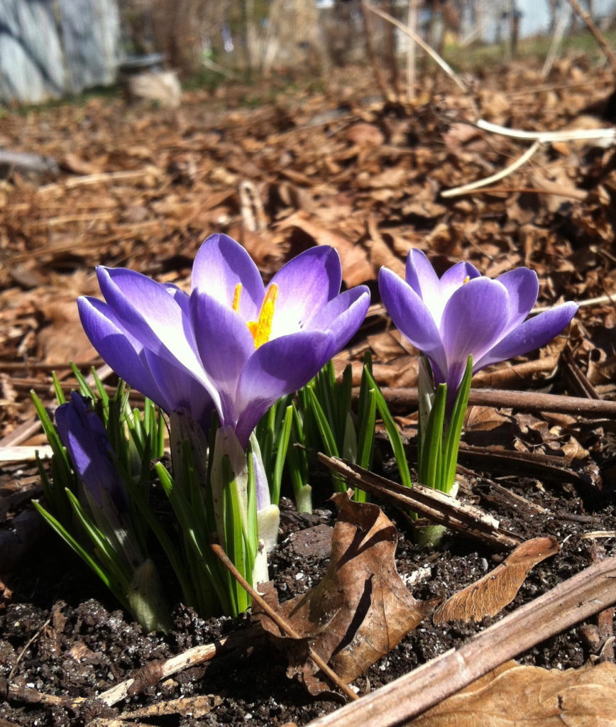 Photo of purple crocuses